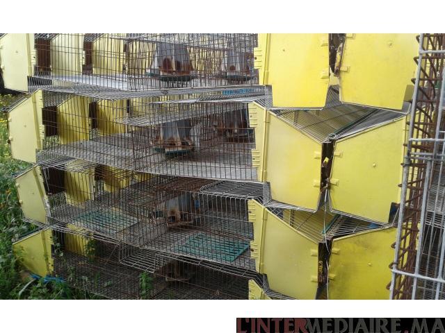 cages des lapins