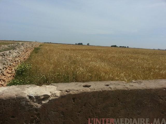 Terrain d'un hectare à région El Jadida