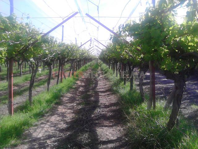 Excellente ferme titrée de vines 7 ha