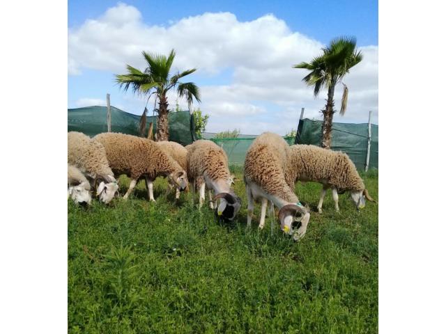 mouton ferme bio 2020/1441 أضحية عيد أضح