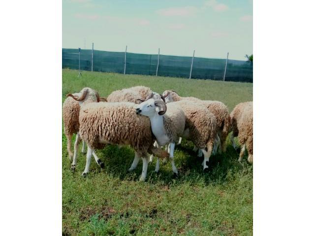 mouton ferme bio 2020/1441 أضحية عيد أضح