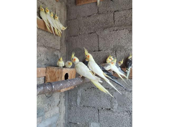 Cockatiel