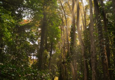 pexels-deeonederer-1735675-1