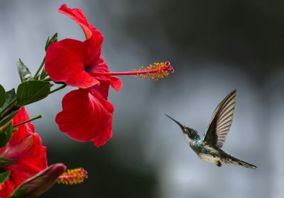 pexels-philippedonn-1133957